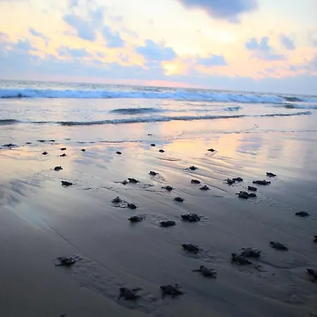 Playa Viva-2